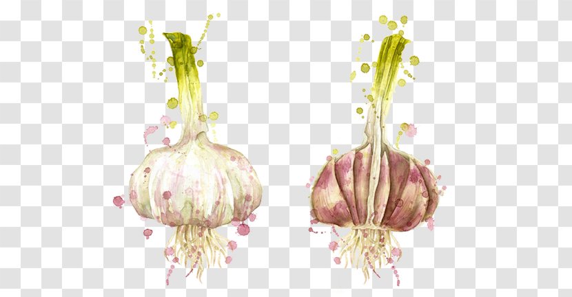 Drawing Illustrator Illustration - Television - Ink Painted Cartoon Garlic Transparent PNG