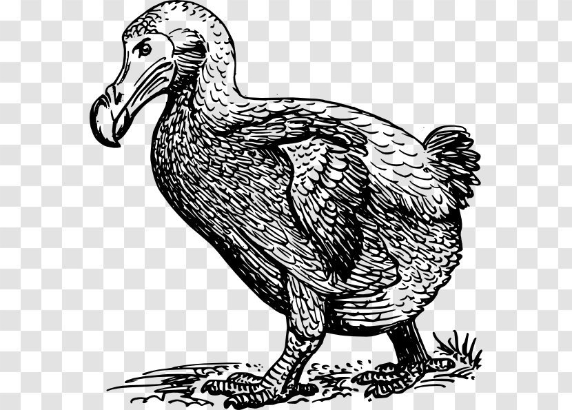 Dodo Bird Clip Art - Water Transparent PNG