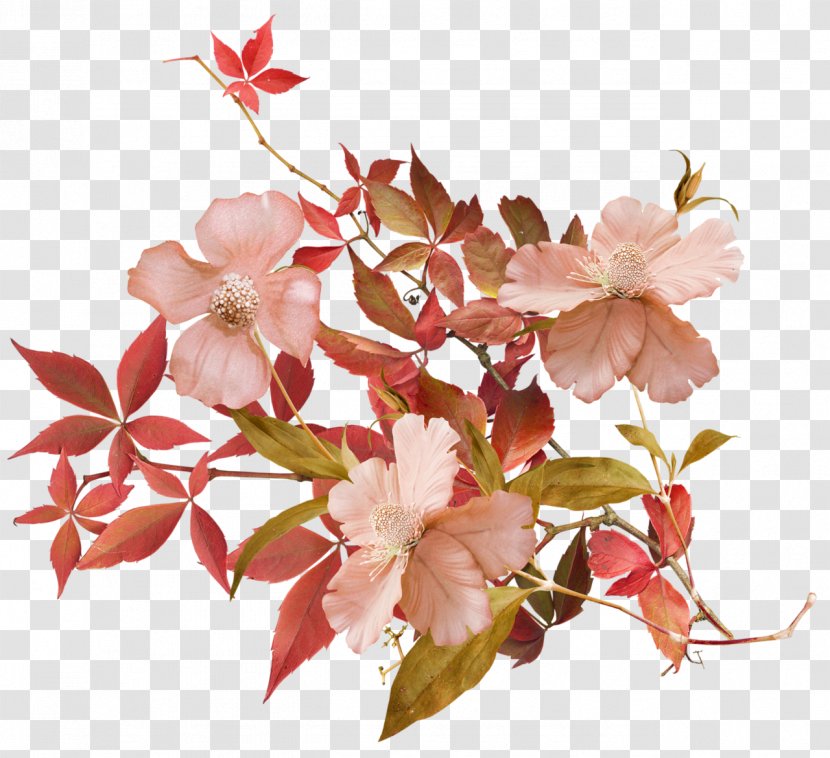 Flower Petal Cherry Blossom Plant - Pink M - 50 Transparent PNG