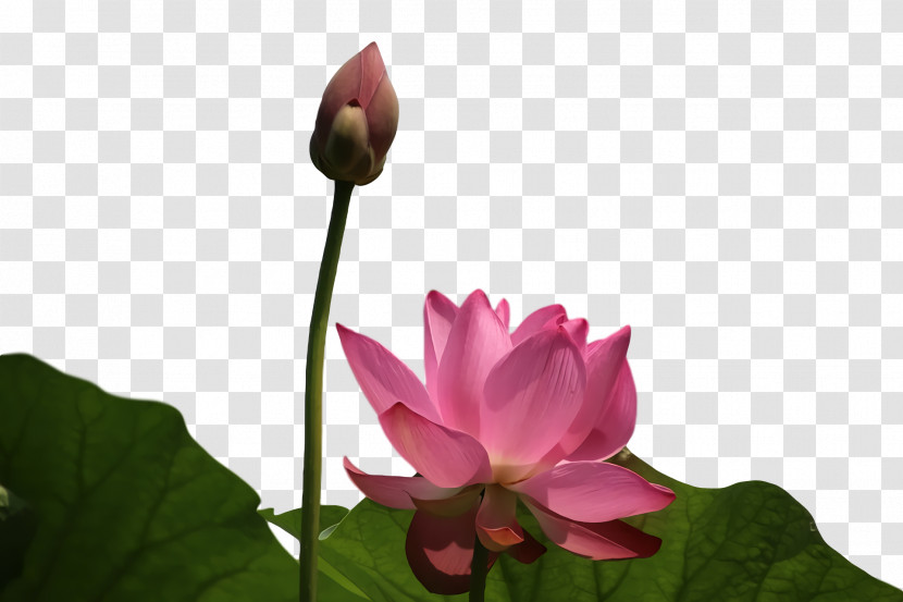 Sacred Lotus Leaf Plant Stem Nelumbonaceae Herbaceous Plant Transparent PNG