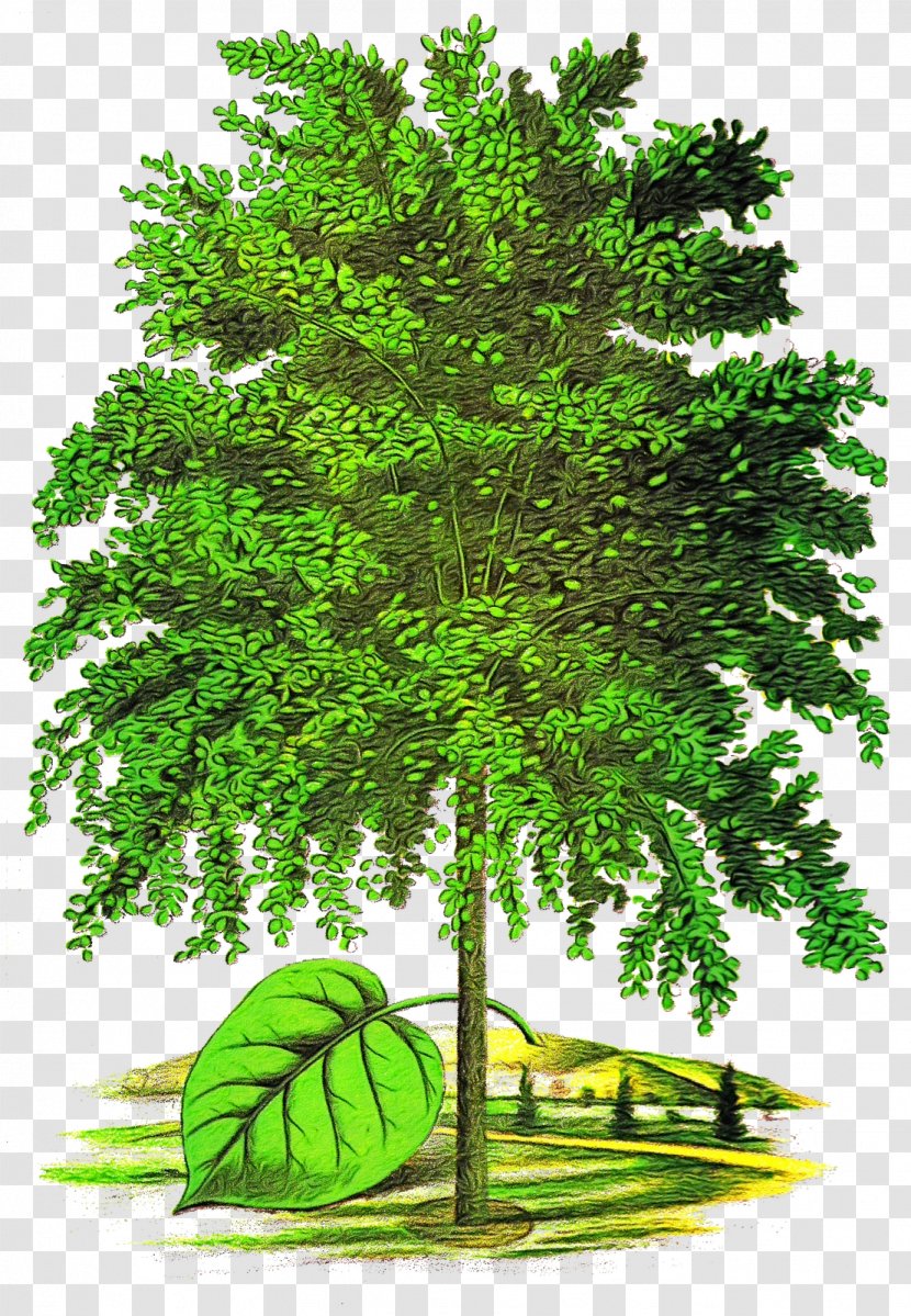 Tree Plant Green Vegetation Woody - Grass - Terrestrial Transparent PNG