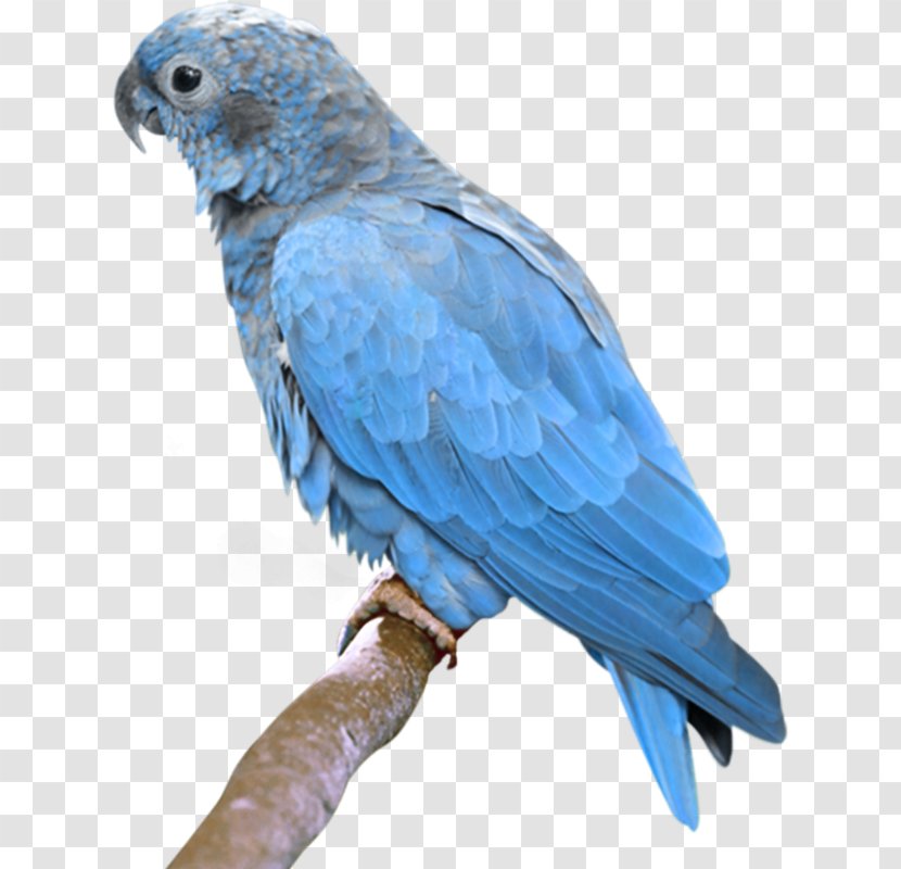 Bird True Parrot Budgerigar Turquoise-fronted Amazon - African Grey - Hand-painted Transparent PNG