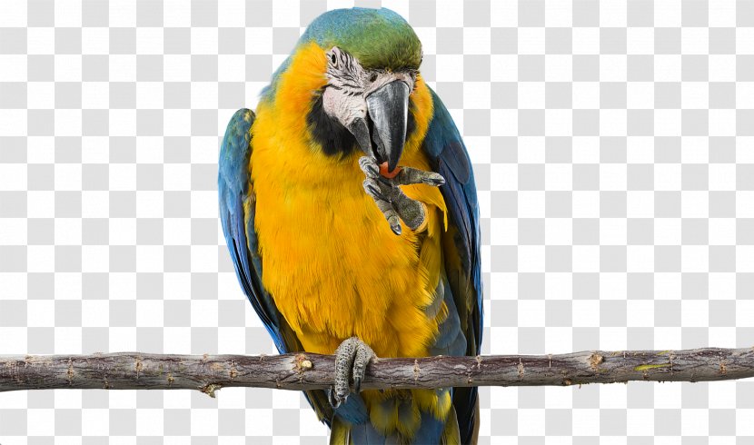 Budgerigar Parrot Bird Parakeet Macaw - Cockatiel Transparent PNG