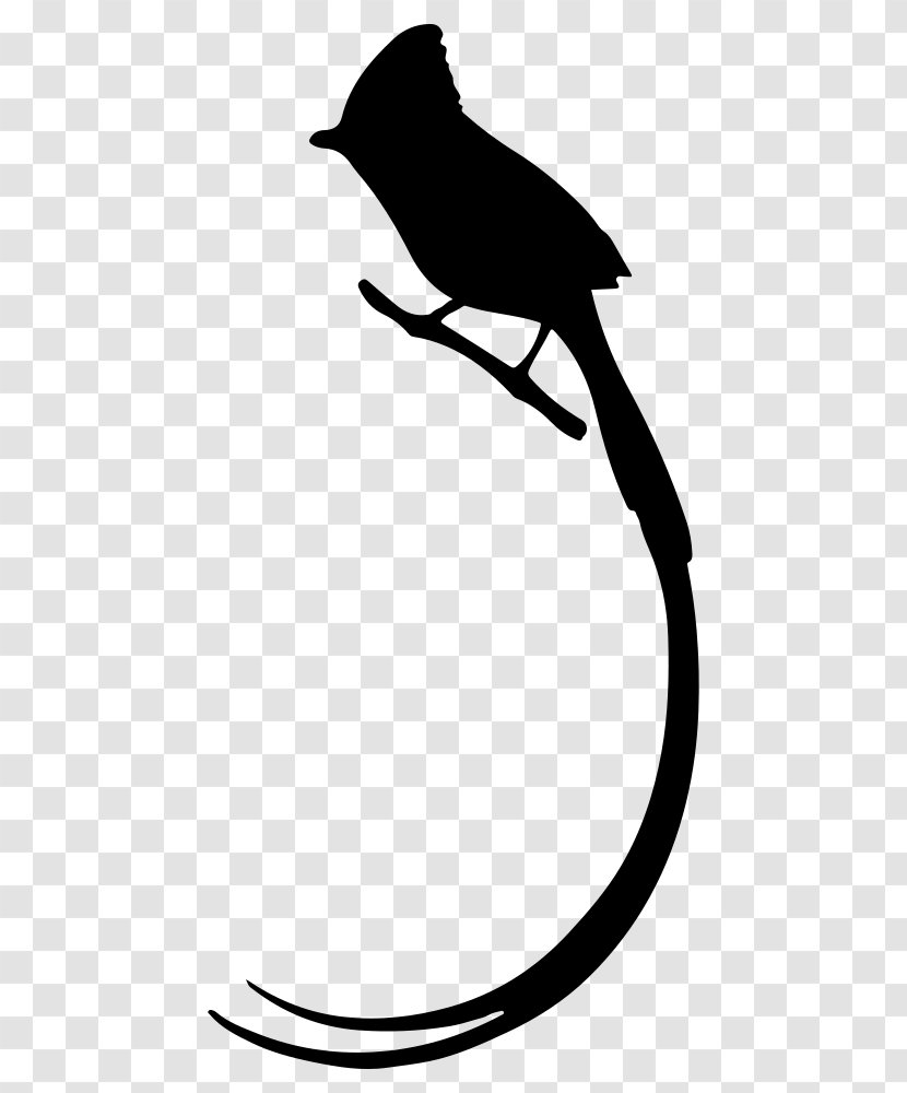 Bird Long Tail Drawing Clip Art - Fauna Transparent PNG