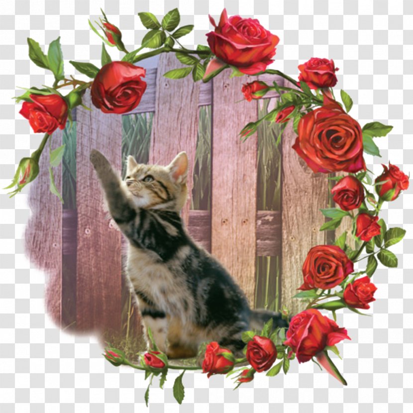 Kitten Cat Beach Rose Whiskers - Caught Little Transparent PNG