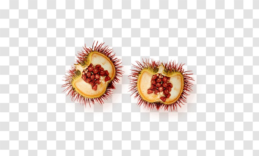 Foundation Non-profit Organisation Tax Exemption Rambutan - National Microbiology Laboratory Transparent PNG