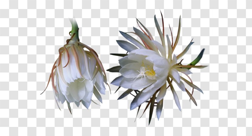 Large-flowered Cactus Queen Of The Night Three-letter Acronym - Flower Bouquet Transparent PNG