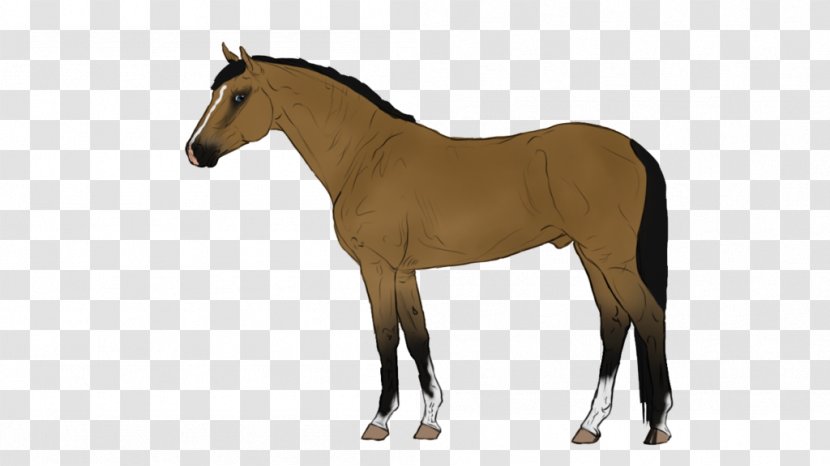 Belgian Warmblood Danish Mare Horse Breed - Mustang - Animated Pictures Transparent PNG