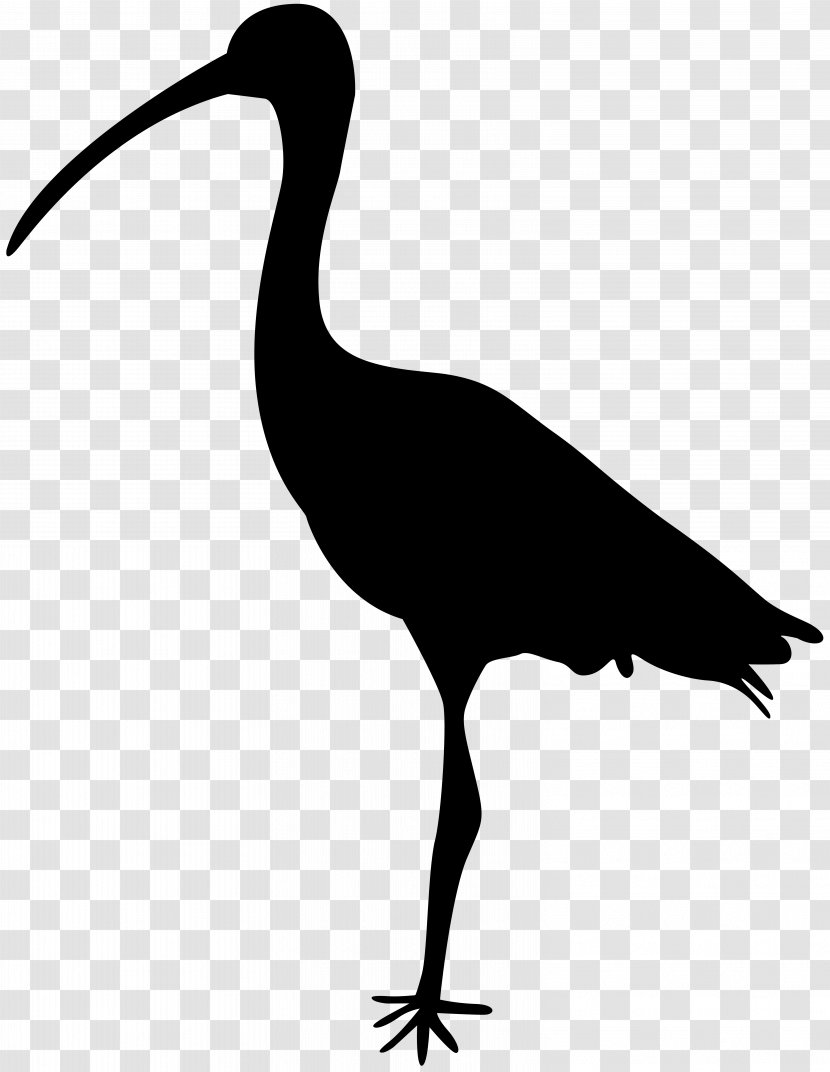 Bird Crane Silhouette Ibis Clip Art - Shorebird - Kiwi Transparent PNG