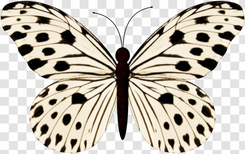 Butterfly Stock Photography Black And White - Brushwork Pastel Color Transparent PNG
