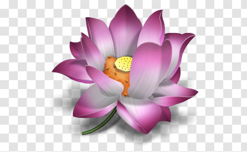 KALPA FLORIST - Flower - SEND CAKES & FLOWERS TO JALANDHAR PUNJAB INDIA IconOpen Lotus Transparent PNG
