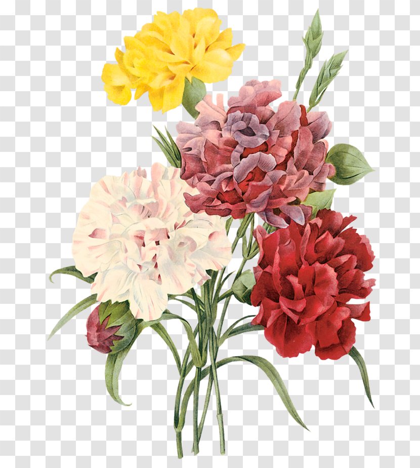 Choix Des Plus Belles Fleurs Carnation Botanical Illustration Botany Flower - Cut Flowers Transparent PNG