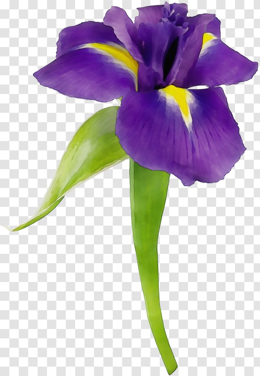 Flower Flowering Plant Petal Violet Purple - Viola Iris Family Transparent PNG