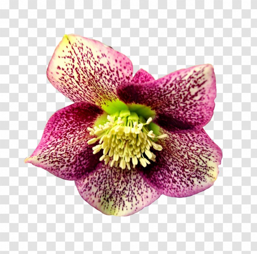Petal Cut Flowers Garden Roses Flower - Hibiscus Transparent PNG