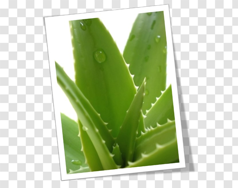 Aloe Vera Plant Skin Gel Health - Mucilage Transparent PNG