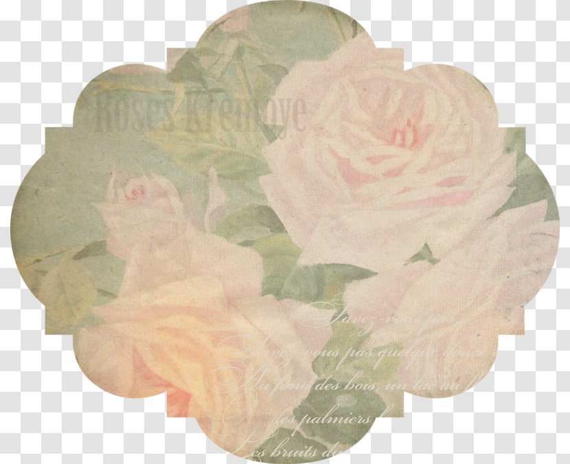 Garden Roses Beach Rose Cut Flowers Petal - Family Transparent PNG