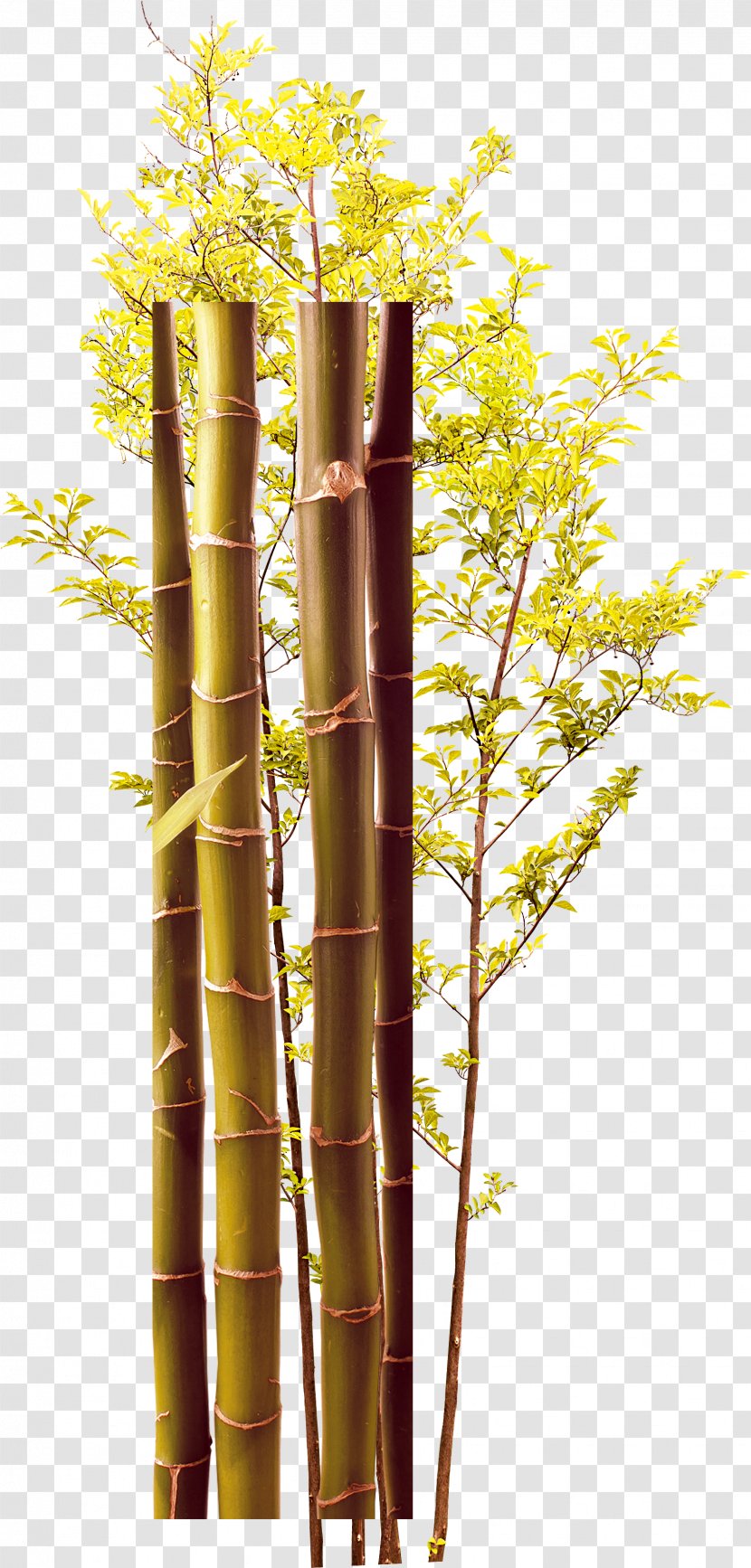 Twig Bamboo Green - Plant Stem - Creative Trees Transparent PNG