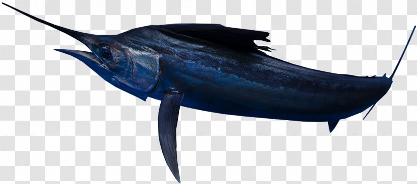 Swordfish True Tunas Marlin Marine Biology Dolphin - Whales Dolphins And Porpoises - Seawater Fish Transparent PNG