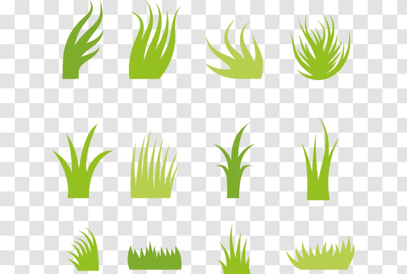 Euclidean Vector Icon - Plant - Form Grass Transparent PNG