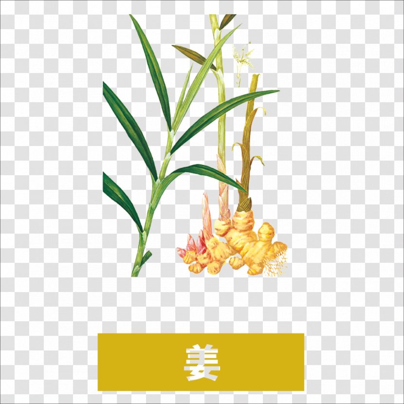 Ginger Tea Chinese Herbology - Traditional Medicine Transparent PNG