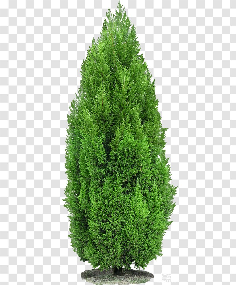 Mediterranean Cypress Clip Art Tree Spruce Transparent PNG