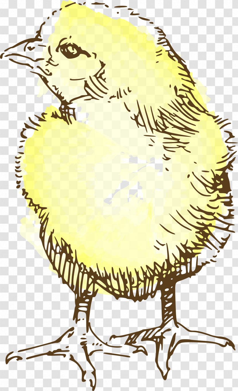 Chicken Drawing Clip Art - Cartoon - Beautifully Hand-painted Wild Chick Aberdeen Transparent PNG