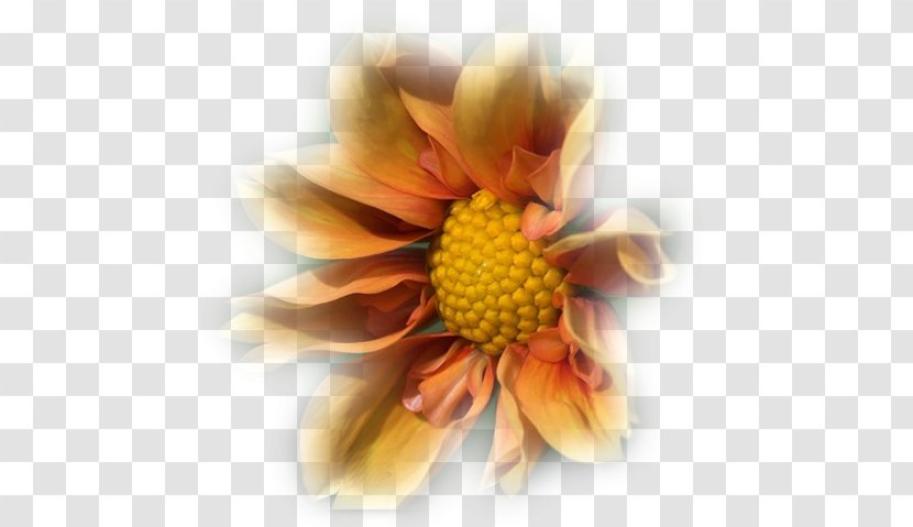 Painting Flower Floristry Petal Chrysanthemum - Net Transparent PNG