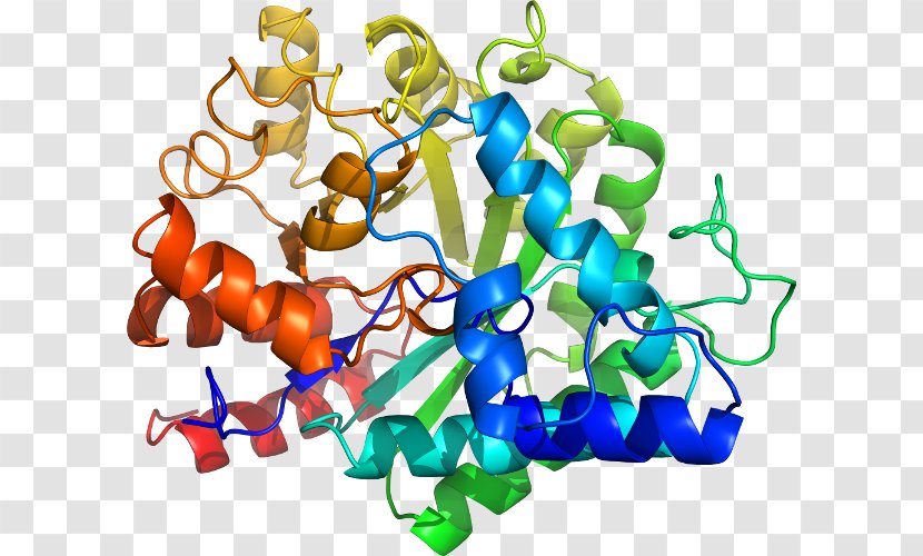 Organism Clip Art - Adenosine Deaminase Zalpha Domain Transparent PNG