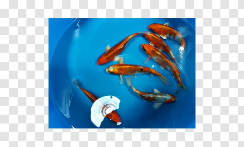 Koi Goldfish Marine Biology Close-up - Plantas Japonesa Transparent PNG