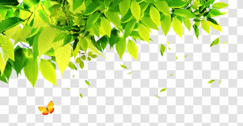 Poster Wallpaper - Banner - Leaf Transparent PNG