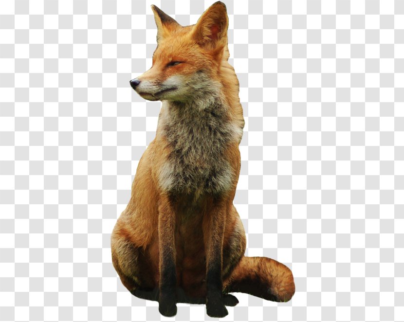 Red Fox Arctic - Dog Like Mammal - Animal Food Transparent PNG