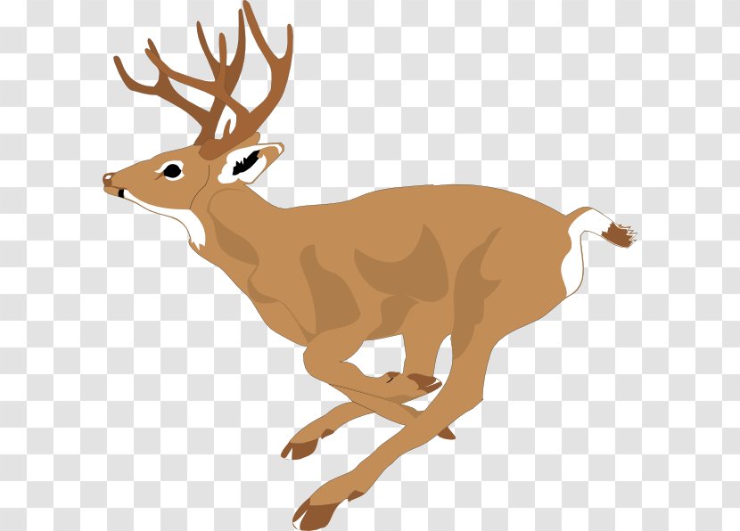 White-tailed Deer Clip Art - Antler - Free Wildlife Clipart Transparent PNG