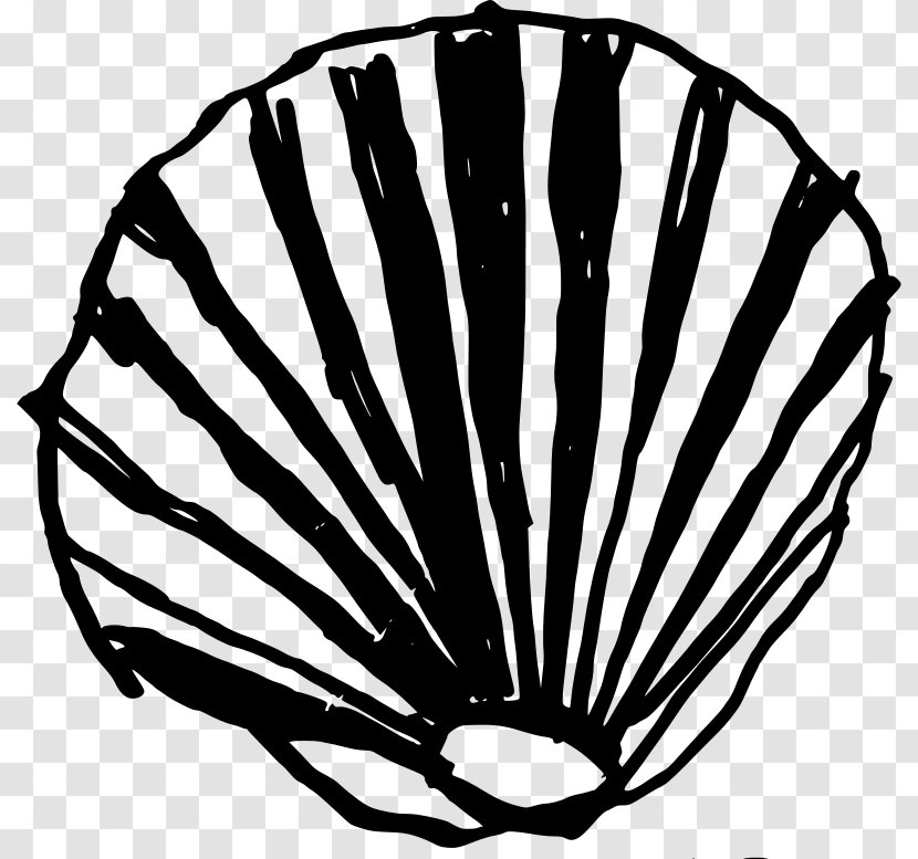 Seashell Clam Conch Clip Art Transparent PNG