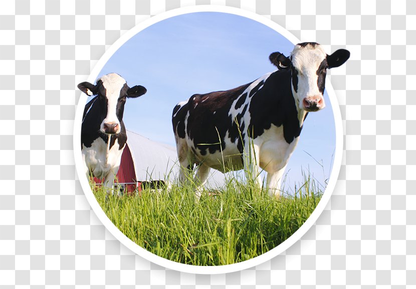 Dairy Cattle Health Enhancement Products - Cow Goat Family - Spyryx Biosciences Inc Transparent PNG