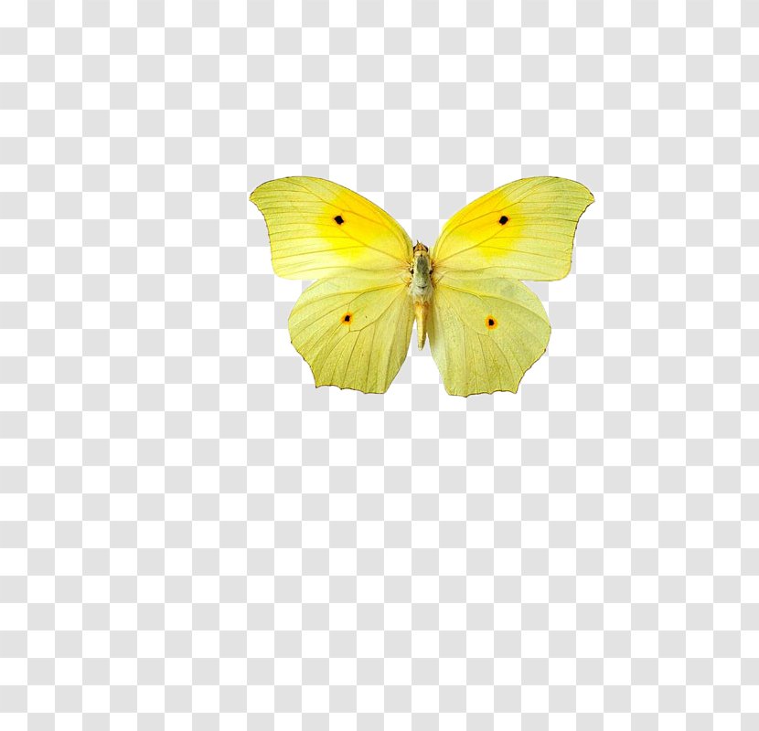 Butterfly Pieridae Youre Gonna Live Forever In Me Interior Design Services - Polyvore - Butterfly,insect,specimen Transparent PNG