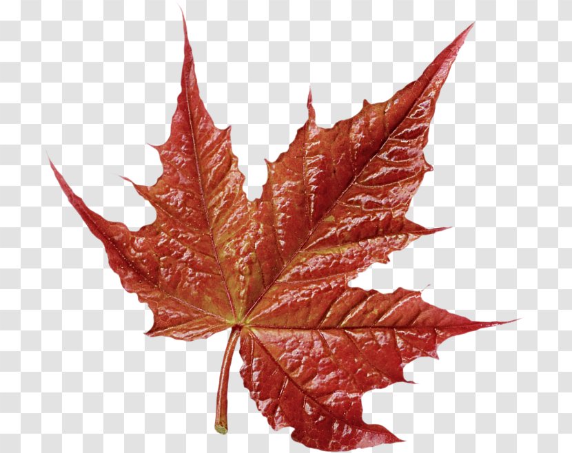 Maple Leaf - Tree - Flower Transparent PNG