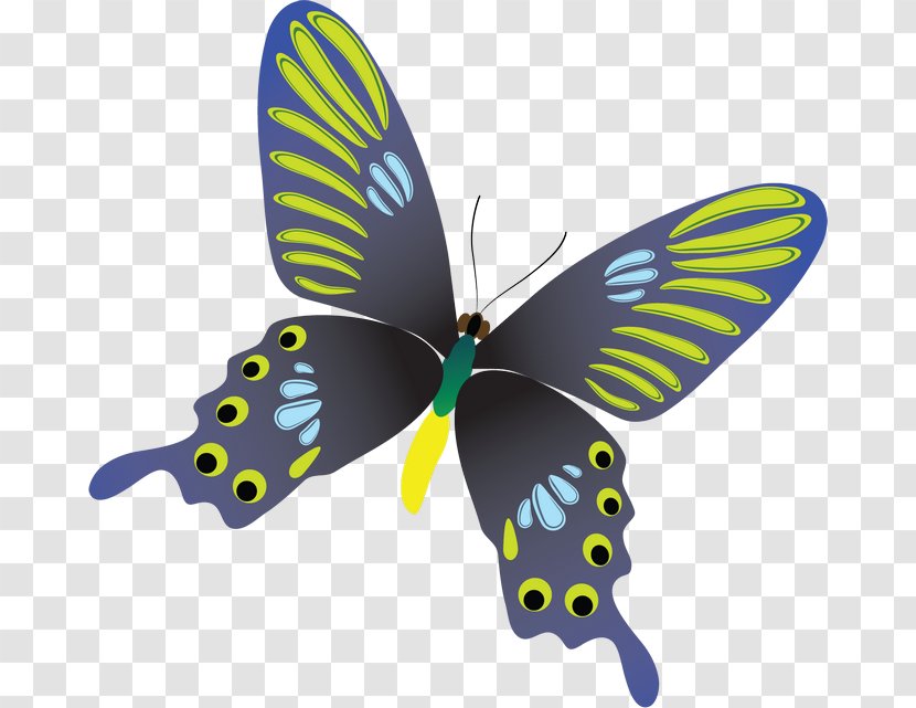 Butterfly Image Download Potanthus Motzui - Lepidoptera Transparent PNG