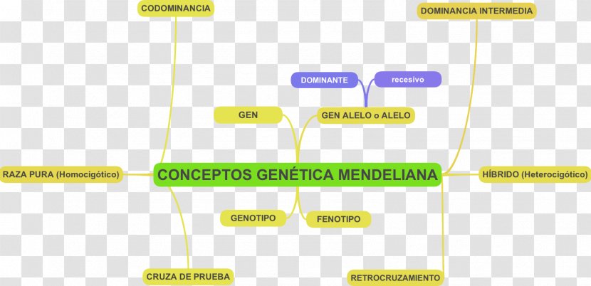 Mendelian Inheritance Molecular Genetics Phenotypic Trait Heredity - Gene - Concepto Fm 955 Transparent PNG