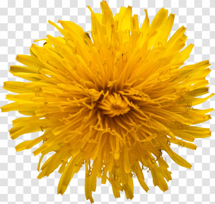 Common Sunflower Seed Stock Photography Clip Art - Petal - Dandelion Transparent PNG