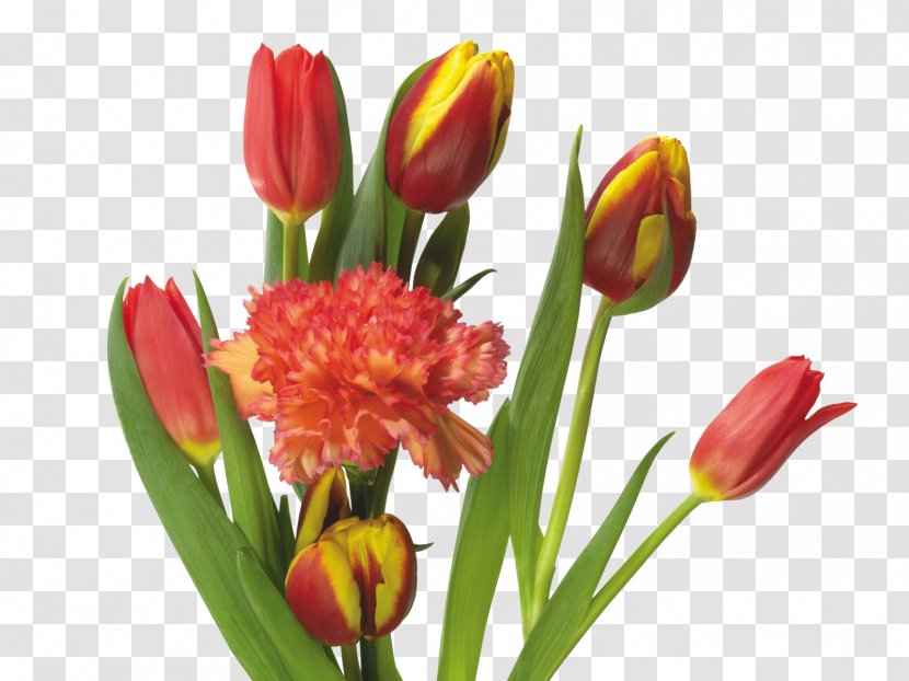 Tulip Mania Flower Bouquet - Cut Flowers - Tulips And Carnations Transparent PNG