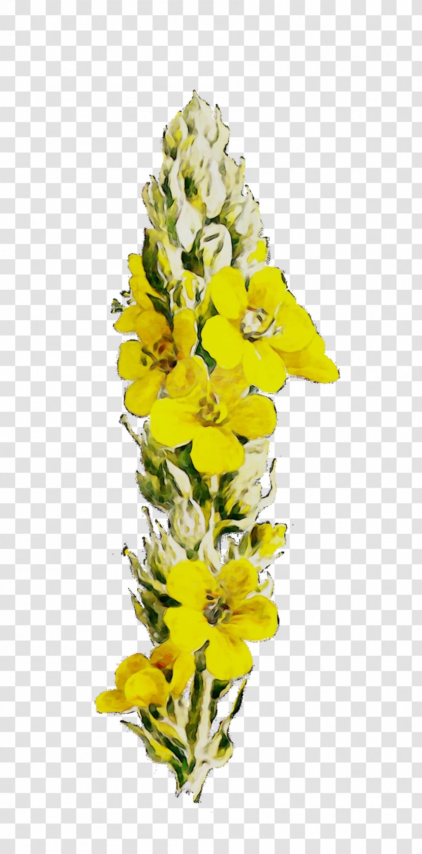 Cut Flowers Floral Design Mullein Yellow - Wildflower Transparent PNG