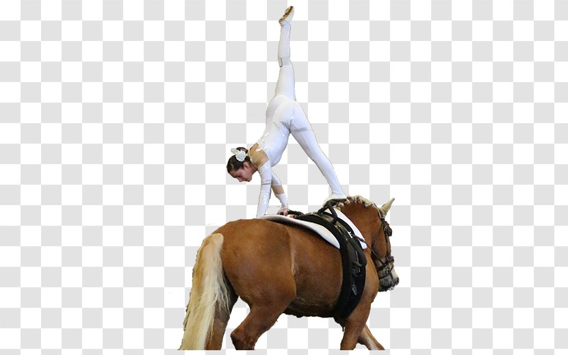 Equestrian Vaulting Horse Rein Western Riding - Like Mammal - Above And Beyond Transparent PNG