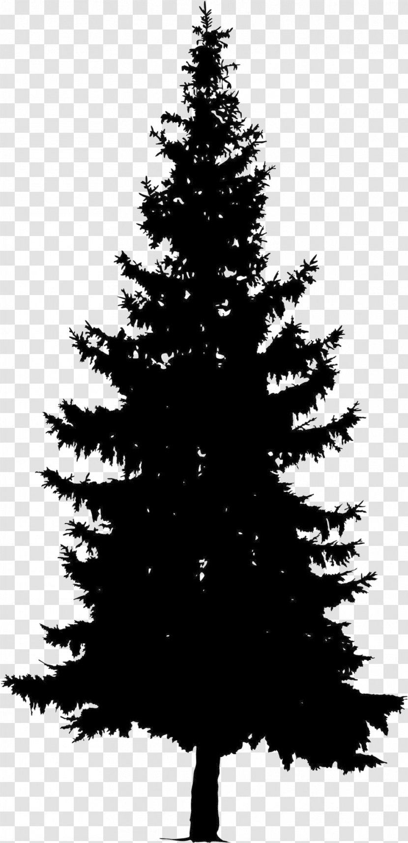 Christmas Black And White - Drawing - Temperate Coniferous Forest Trunk Transparent PNG