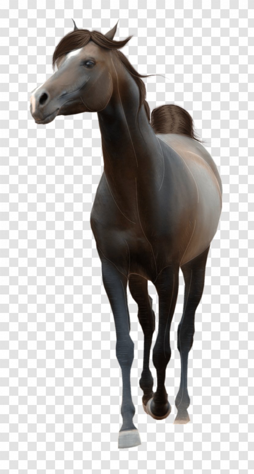 Horse Stallion - Snout - Image Transparent PNG