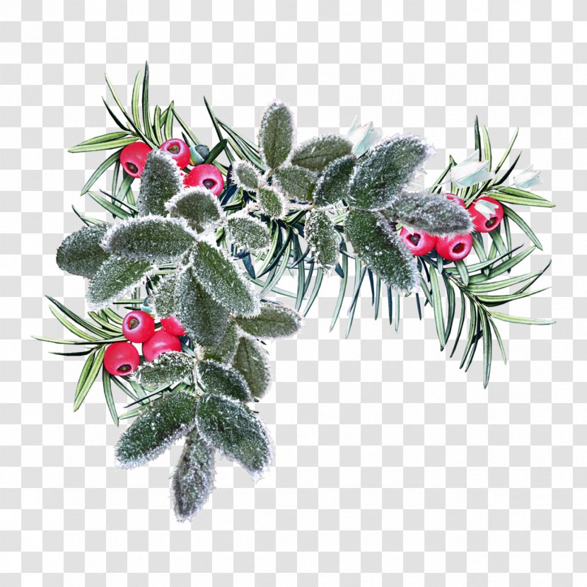 Flower Winter Christmas - Gift - K Transparent PNG
