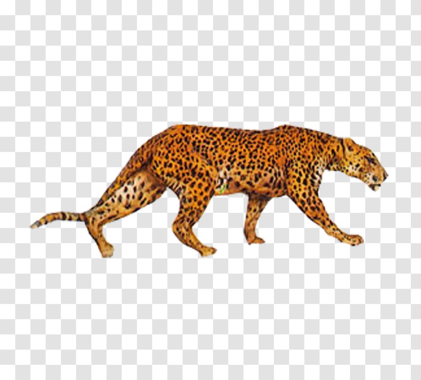 Cheetah Eurasian Lynx Indian Leopard - Cat Like Mammal Transparent PNG