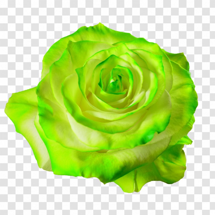 Garden Roses Cabbage Rose Flower Petal Desktop Wallpaper - Artificial - Hd Transparent PNG