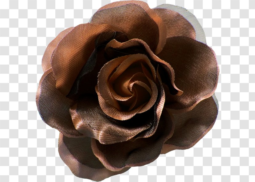 Chocolate - Rose Family Transparent PNG