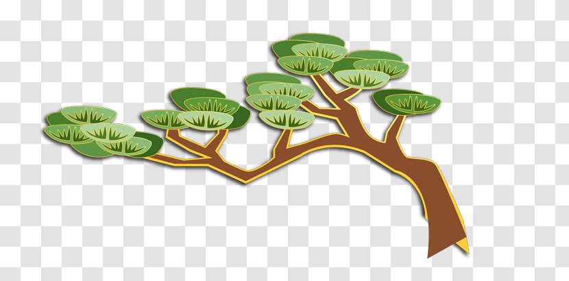 Pine Web Page - Search Engine - Cartoon Tree Transparent PNG