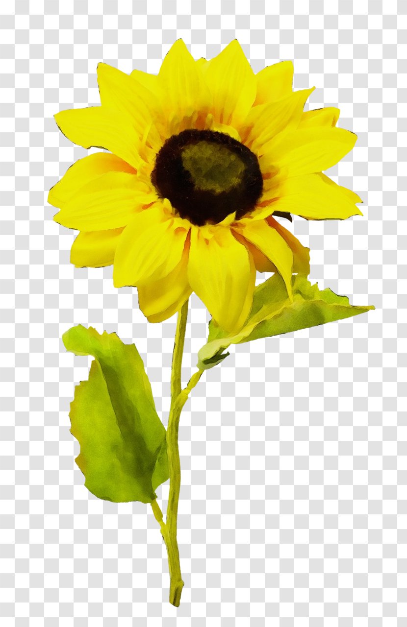 Sunflower - Daisy Family Plant Transparent PNG